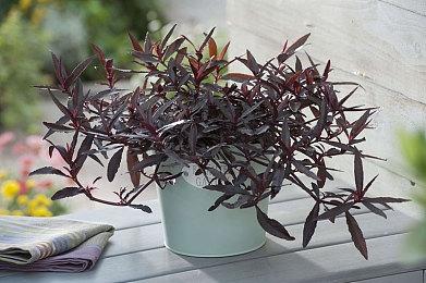 国产开放世界《燕云十六声》4月19日北美首次封测